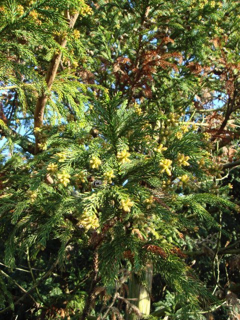 Cryptomeria japonica rameau